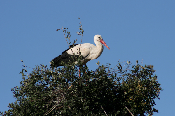 Cigogne blanche (Ciconia ciconia) sur son nid (Do&ntilde;ana) &copy; Nicolas Macaire / LPO